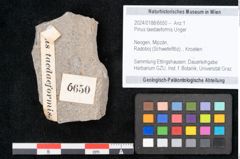 Foto (Objekt + Etikett) von Pinus taedaeformis Unger (NHMW-GEO-2024-0188-6650)